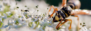 Polistes nimpha